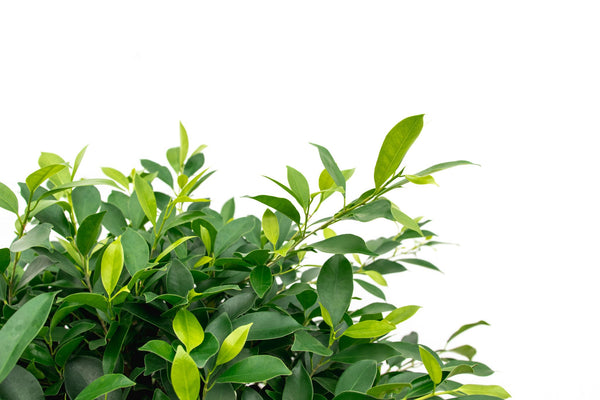 Ficus Nitida auf einem Stamm - 180cm kopen bij Green Bubble
