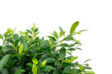 Product afbeelding 2
