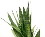 Product afbeelding 2