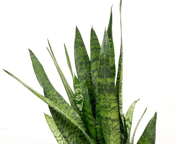 Sansevieria Silverflame - 90cm