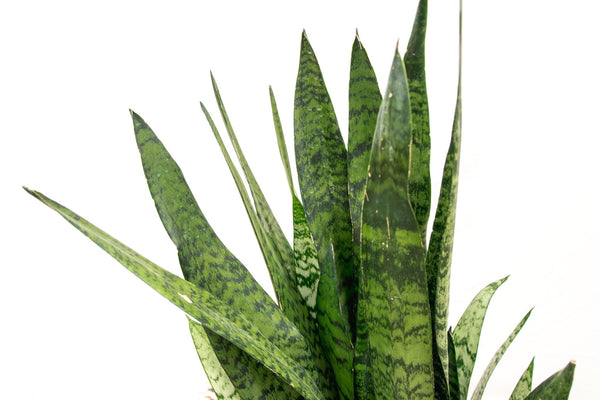 Sansevieria Silverflame - 90cm