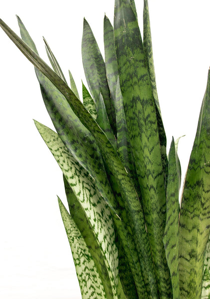 Sansevieria Silverflame - 90cm