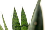 Product afbeelding 5
