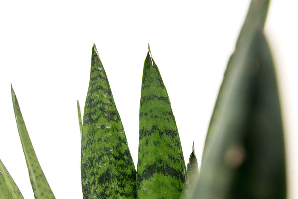 Sansevieria Silverflame - 100cm