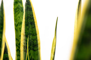 Sansevieria Laurentie - 45cm