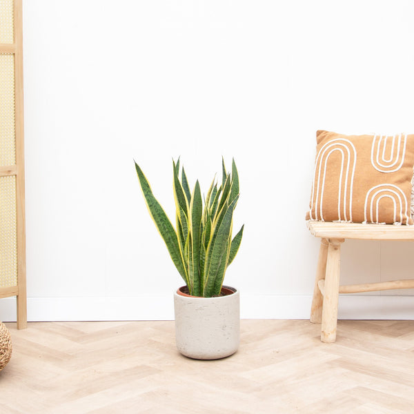 Sansevieria Laurentie - 90cm kopen bij Green Bubble
