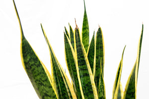 Sansevieria Laurentie - 45cm