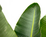 Product afbeelding 5