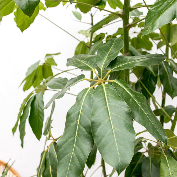 Schefflera Amate  - 230cm kopen bij Green Bubble