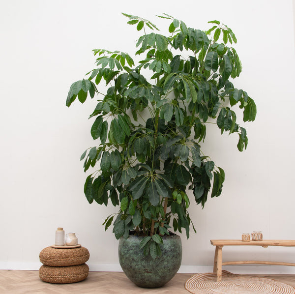 Schefflera Amate  - 230cm kopen bij Green Bubble