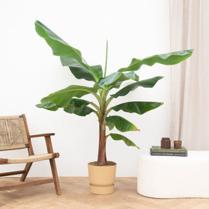 Bananenplant XL - 160cm