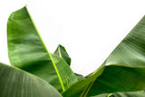 Product afbeelding 5