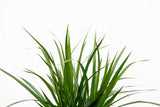 Product afbeelding 3