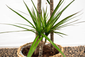 Dracaena Marginata XL - 150cm