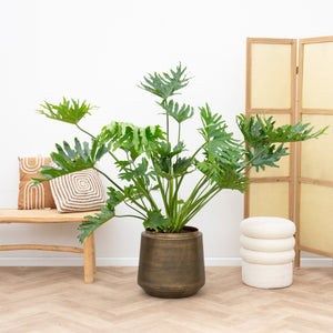 Philodendron Selloum XL - 150cm