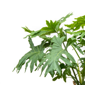 Philodendron Selloum XL - 150cm