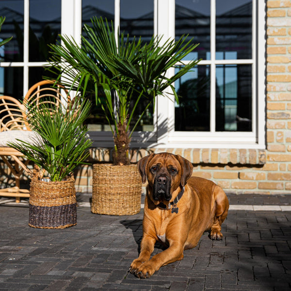 Chamaerops Humilis - 100cm