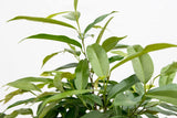 Product afbeelding 3