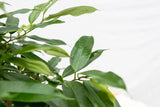 Product afbeelding 5