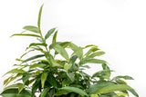 Product afbeelding 4