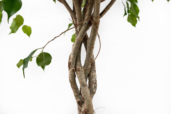 Ficus Amstel King sur tige - 130cm