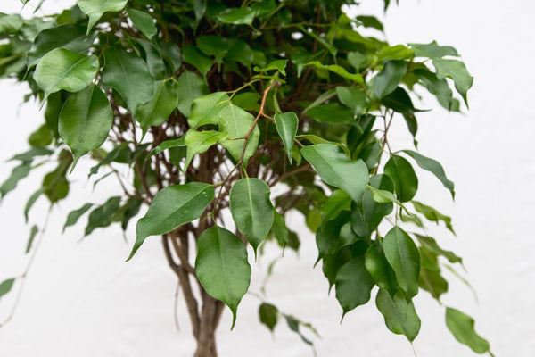 Ficus Benjamina gevlochten stam - 150cm