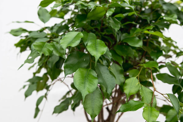 Ficus Benjamina gevlochten stam - 150cm