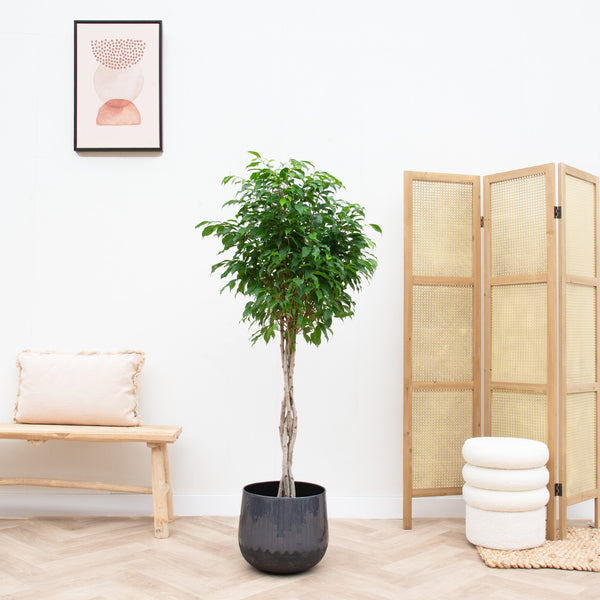 Ficus Benjamina tronc tressé - 130cm kopen bij Green Bubble