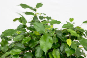 Ficus Benjamina gevlochten stam - 150cm