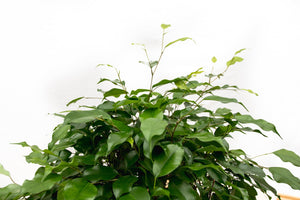 Ficus Benjamina on braided mat -180cm