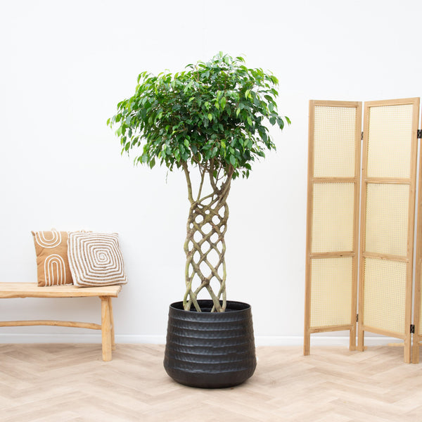 Ficus Benjamina on braided mat -180cm