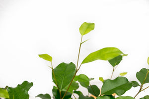 Ficus Benjamina on braided mat -180cm