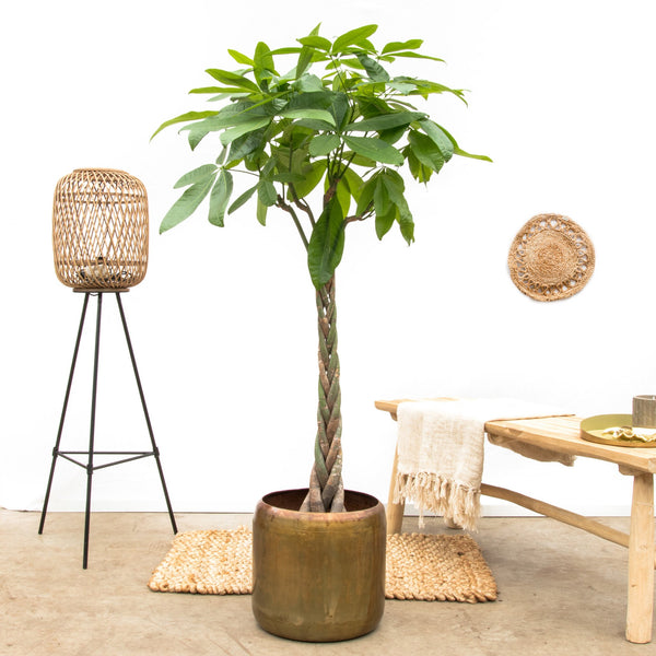11 planten voor slaapkamer die je helpen heerlijk te slapen 29 Pachira aquatica collectie van Green Bubble