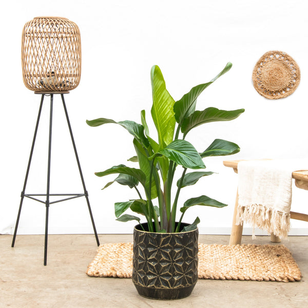 Strelitzia Nicolai - 90cm