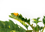 Product afbeelding 3