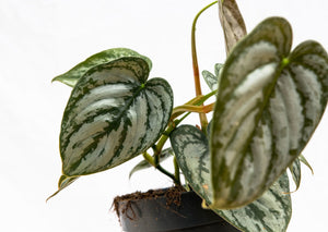 Philodendron Brandtianum - 30cm