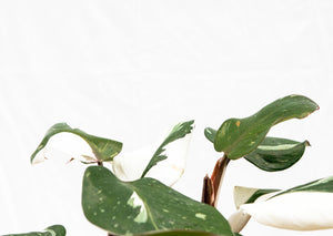 Philodendron White Knight - 30cm