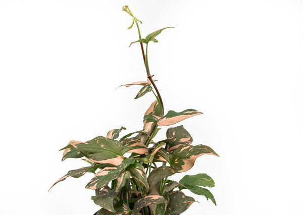 Syngonium Pink Splash - 30cm