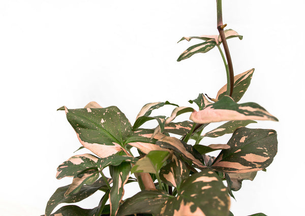 Syngonium Pink Splash - 30cm