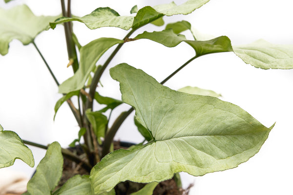 Syngonium Nguengi Laima - 30cm