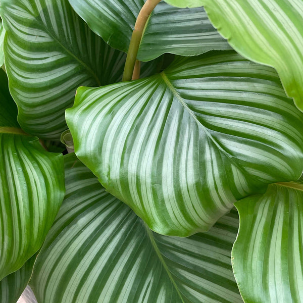 Calathea Orbifolia - 80cm