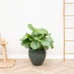 Calathea Orbifolia - 80cm