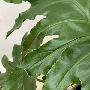 Philodendron Selloum XL - 150cm