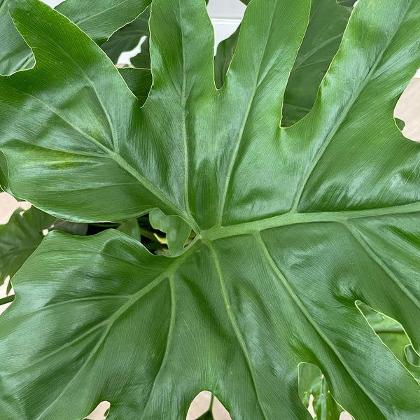 Philodendron Selloum - 80cm