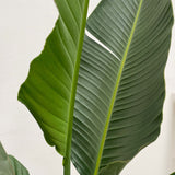 Product afbeelding 3