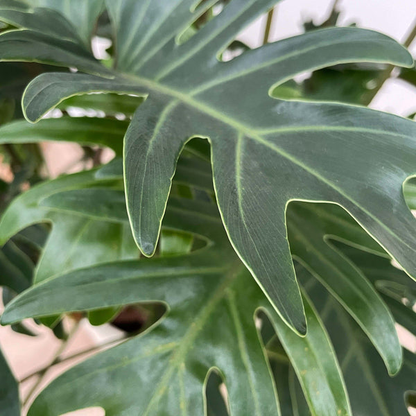 Philodendron Xanadu - 80cm kopen bij Green Bubble