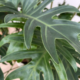 Product afbeelding 2