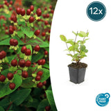 Product afbeelding 7