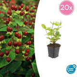 Product afbeelding 8