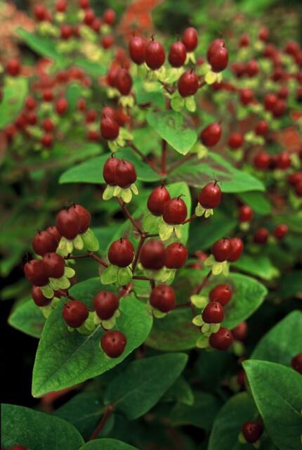 Hypericum Inodorum 'Beauty' - 20cm kopen bij Green Bubble